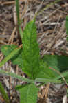 Carolina false vervain